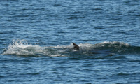 Bottlenose dolphin, North Bay, Scarborough - October 2026
