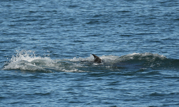 Bottlenose dolphin, North Bay, Scarborough - October 2026