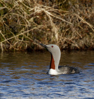Red-throated diver, Iceland - May 2013