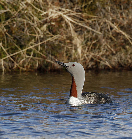 Red-throated diver, Iceland - May 2013
