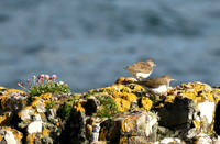 Common sandpiper, Fishnish, Isle of Mull, Scotland - April 2026