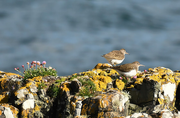 Common sandpiper, Fishnish, Isle of Mull, Scotland - April 2026