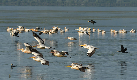 Great white pelican, Mandraki Harbour, Lake Kerkini National Park, Greece - May 2025