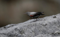 Wallcreeper, Picos de Europa, Spain - August 2014