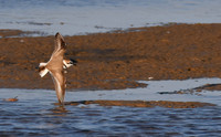 Ebro Delta, Spain
