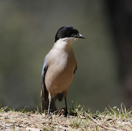 Azure-winged magpie, Mirador La Malavuelta, Monfrague, Extremadura, Spain - April 2012