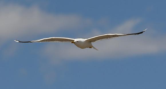 Yellow-legged gull, Santa Pola Salinas, Spain - May 2024