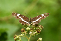 White admiral, Chambers Farm Wood, Lincolnshire - July 2025