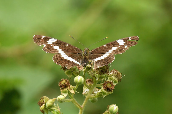 White admiral, Chambers Farm Wood, Lincolnshire - July 2025