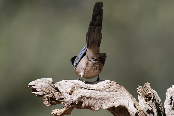 Azure-winged magpie, Mirador La Malavuelta, Monfrague, Extremadura, Spain - April 2012