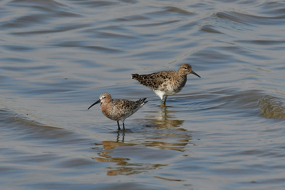 Curlew sandpiper & ruff, Axios Delta, Greece - May 2025