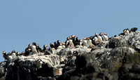 Puffin, Farne Islands, Northumberland - July 2025