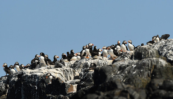 Puffin, Farne Islands, Northumberland - July 2025