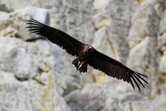 Black vulture, Pena Falcon, Monfrague, Extremadura, Spain - April 2012