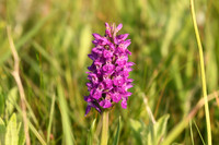 Northern marsh orchid, Flamborough - June 2025