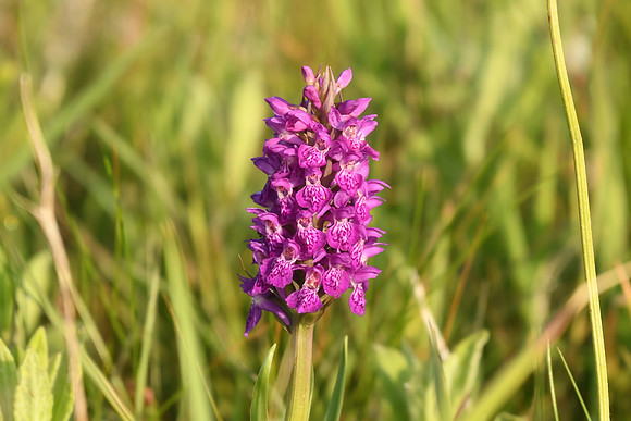 Northern marsh orchid, Flamborough - June 2025