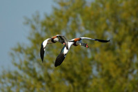 Shelduck, Filey Dams - May 2025