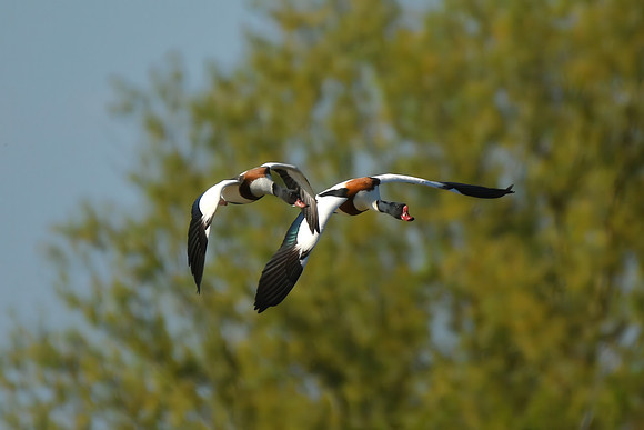 Shelduck, Filey Dams - May 2025