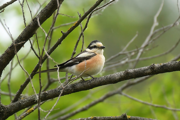 Masked shrike, Chimarros Quarry, Lake Kerkini National Park, Greece - May 2025