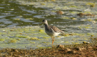 Lesser yellowlegs, Filey Dams - May 2025