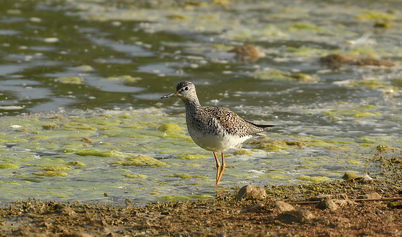 Lesser yellowlegs, Filey Dams - May 2025