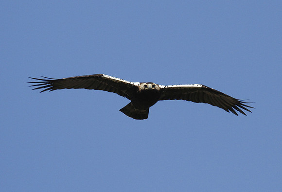 Spanish imperial eagle, Portilla del Tietar, Monfrague, Extremadura, Spain - April 2012