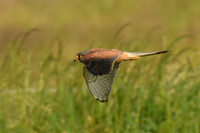 Kestrel, Flamborough - June 2025