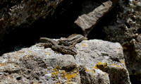 Picos de Europa, Spain - August 2014
