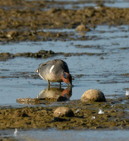 Green-winged teal, Filey Dams - May 2025