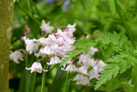 Spanish bluebell, Filey Dams - May 2025