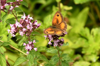 Gatekeeper, Chambers Farm Wood, Lincolnshire - July 2025