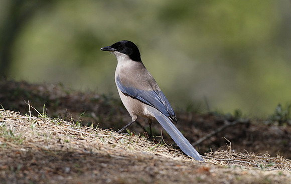 Azure-winged magpie, Mirador La Malavuelta, Monfrague, Extremadura, Spain - April 2012