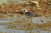 Lesser yellowlegs, Filey Dams - May 2025