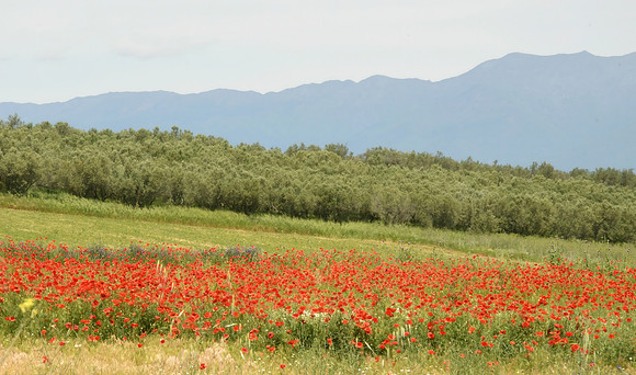 Chimarros, Lake Kerkini National Park, Greece - May 2025
