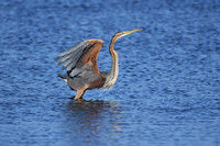 Purple heron, Fangar Bay, Ebro Delta, Spain - May 2022