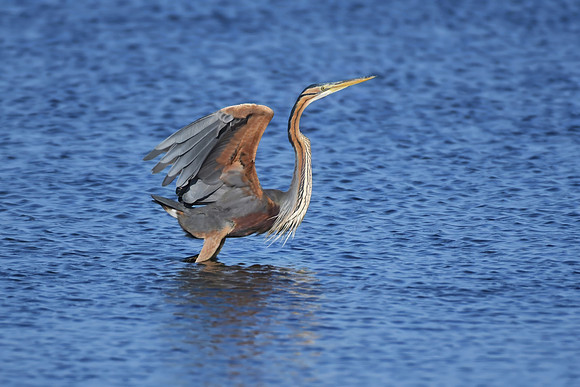 Purple heron, Fangar Bay, Ebro Delta, Spain - May 2022