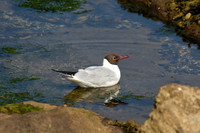 Black-headed gull, Farne Islands, Northumberland - July 2025