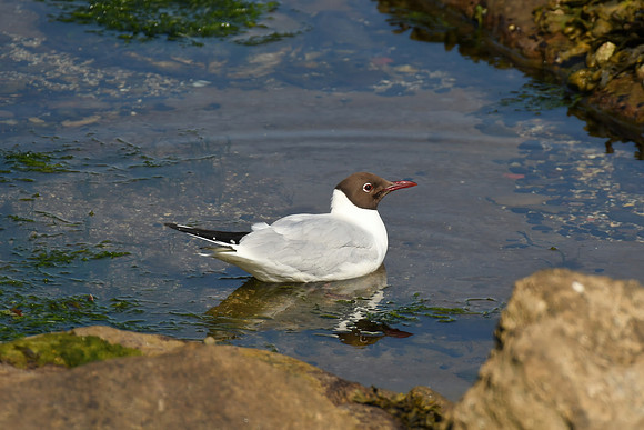 Black-headed gull, Farne Islands, Northumberland - July 2025