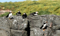 Puffin, Farne Islands, Northumberland - July 2025