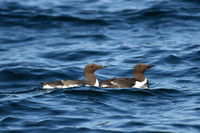 Guillemot, Farne Islands, Northumberland - July 2025