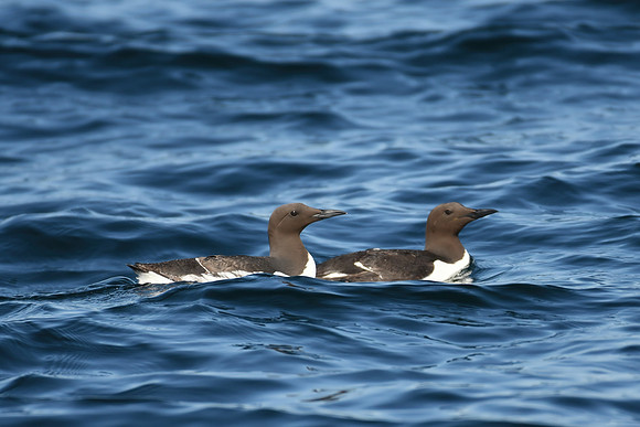 Guillemot, Farne Islands, Northumberland - July 2025