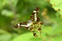 White admiral, Chambers Farm Wood, Lincolnshire - July 2025