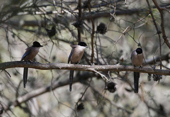 Azure-winged magpie, Mirador La Malavuelta, Monfrague, Extremadura, Spain - April 2012