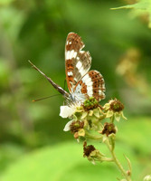White admiral, Chambers Farm Wood, Lincolnshire - July 2025