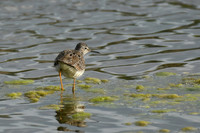 Lesser yellowlegs, Filey Dams - May 2025
