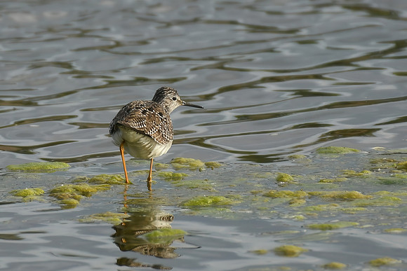 Lesser yellowlegs, Filey Dams - May 2025