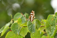 Purple emperor, Chambers Farm Wood, Lincolnshire - July 2025