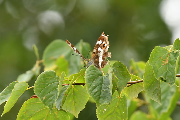 Purple emperor, Chambers Farm Wood, Lincolnshire - July 2025