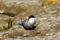 Arctic tern, Farne Islands, Northumberland - July 2025