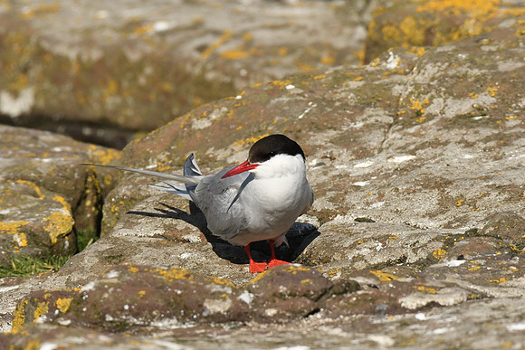 Arctic tern, Farne Islands, Northumberland - July 2025